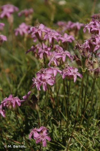 <i>Saponaria caespitosa</i> DC., 1808 © M. Bartoli