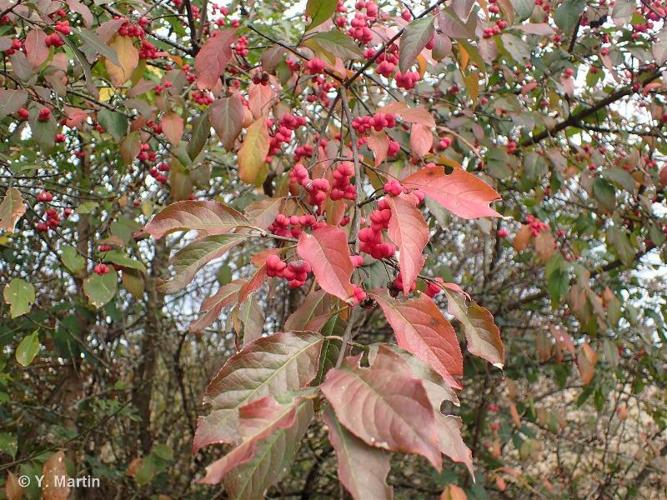 <i>Euonymus europaeus</i> L., 1753 © 