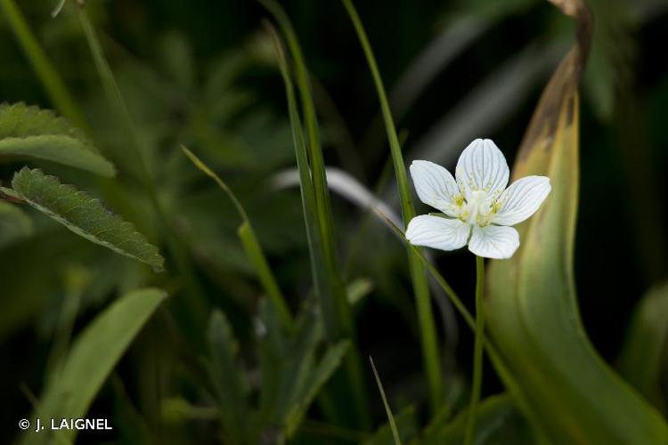 <i>Parnassia palustris</i> L., 1753 © J. LAIGNEL