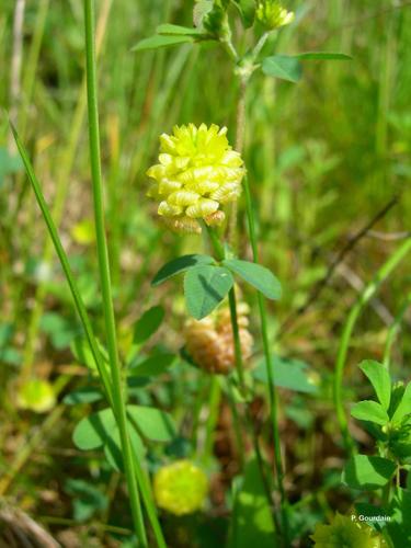 <i>Trifolium campestre</i> Schreb., 1804 © P. Gourdain