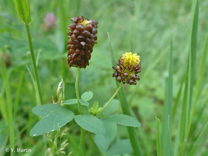 <i>Trifolium spadiceum</i> L., 1755 © 