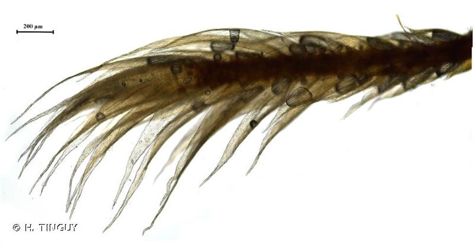 <i>Orthothecium intricatum</i> (Hartm.) Schimp., 1851 © H. TINGUY