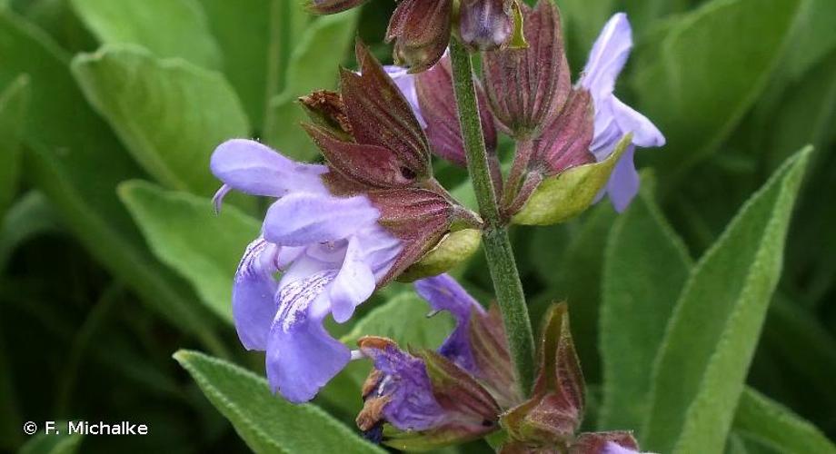 <i>Salvia officinalis</i> L., 1753 © F. Michalke