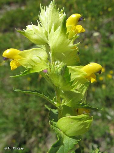 <i>Rhinanthus glacialis </i>Personnat, 1863 subsp.<i> glacialis</i> © H. Tinguy