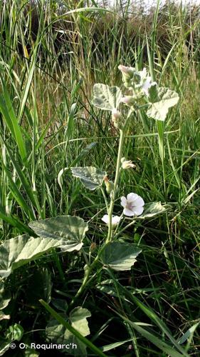 <i>Althaea officinalis</i> L., 1753 © O. Roquinarc'h