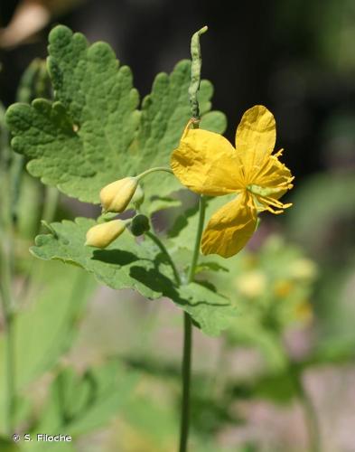 <i>Chelidonium majus</i> L., 1753 © S. Filoche