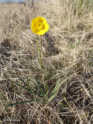 <i>Ranunculus gramineus</i> L., 1753 © A.-H. Paradis & R. Poncet