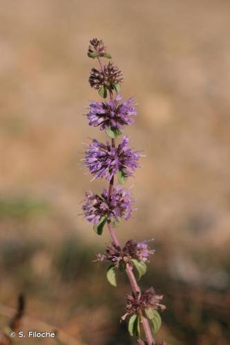 <i>Mentha pulegium</i> L., 1753 © S. Filoche