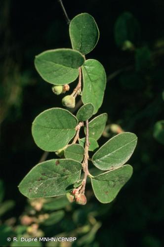 <i>Cotoneaster tomentosus</i> Lindl., 1822 © R. Dupré MNHN/CBNBP