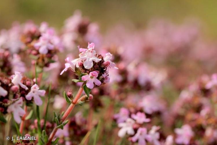 <i>Thymus vulgaris</i> L., 1753 © J. LAIGNEL