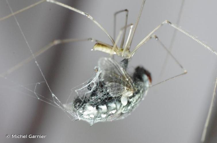 <i>Pholcus phalangioides</i> (Fuessly, 1775) © Michel Garnier