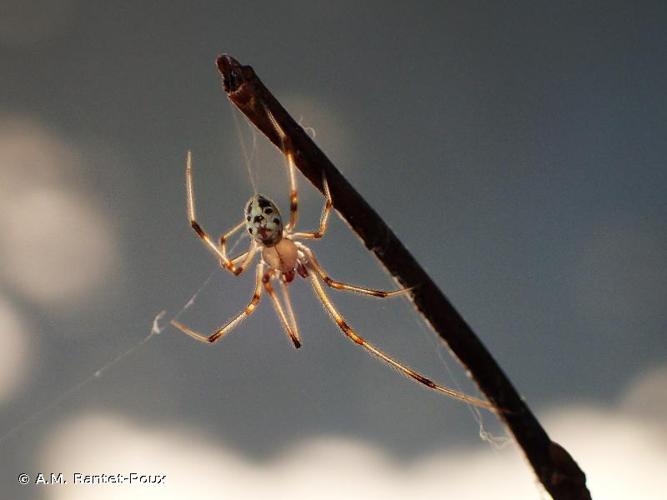 <i>Heterotheridion nigrovariegatum</i> (Simon, 1873) © A.M. Rantet-Poux