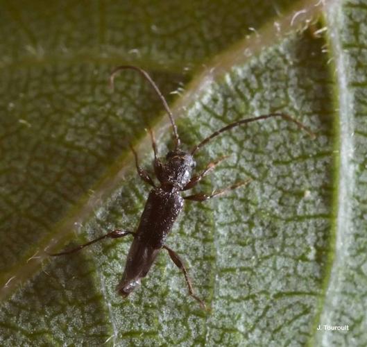 <i>Nathrius brevipennis</i> (Mulsant, 1839) © J. Touroult