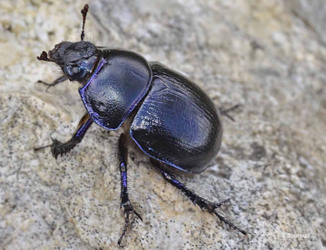 <i>Anoplotrupes stercorosus</i> (Scriba, 1791) © J. Touroult