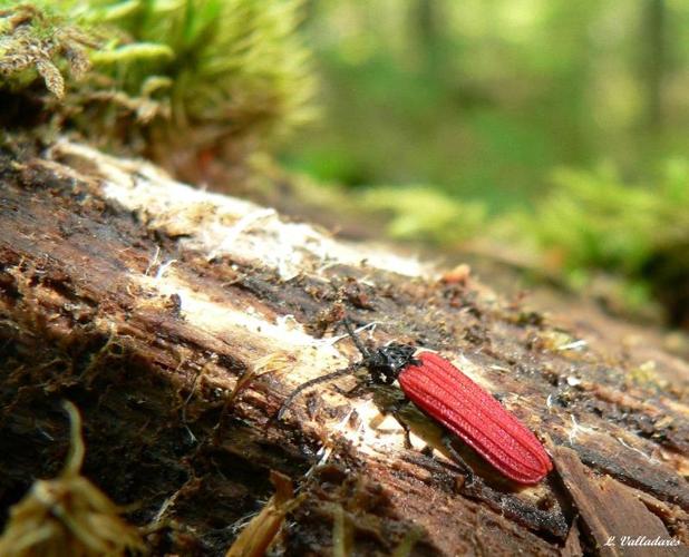 <i>Benibotarus alternatus</i> (Fairmaire, 1857) © 