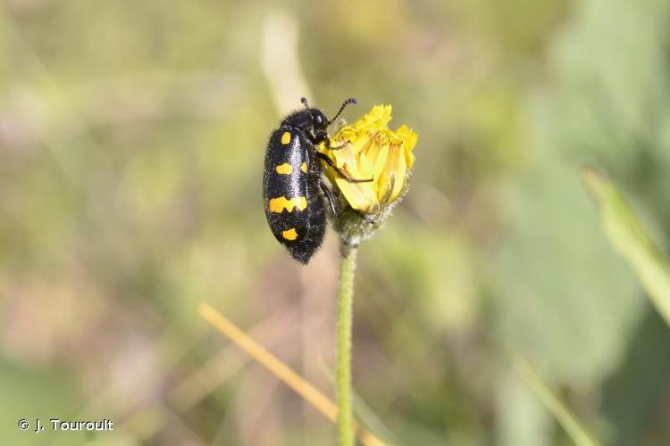 <i>Hycleus polymorphus</i> (Pallas, 1771) © J. Touroult