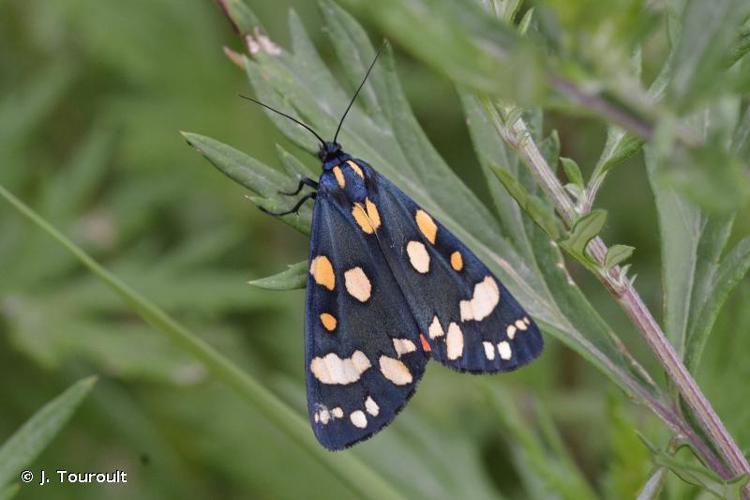 <i>Callimorpha dominula</i> (Linnaeus, 1758) © J. Touroult