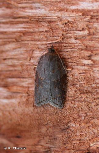 <i>Acleris sparsana</i> (Denis & Schiffermüller, 1775) © P. Chatard