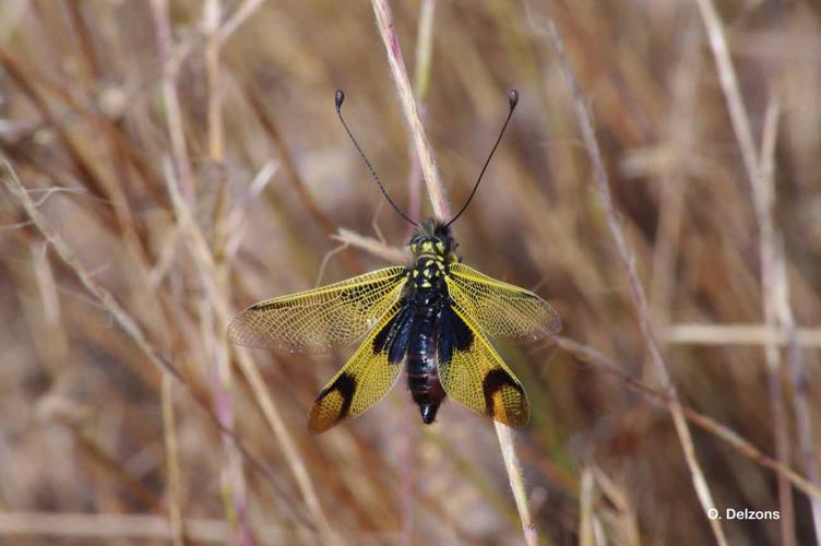 <i>Libelloides longicornis</i> (Linnaeus, 1764) © O. Delzons