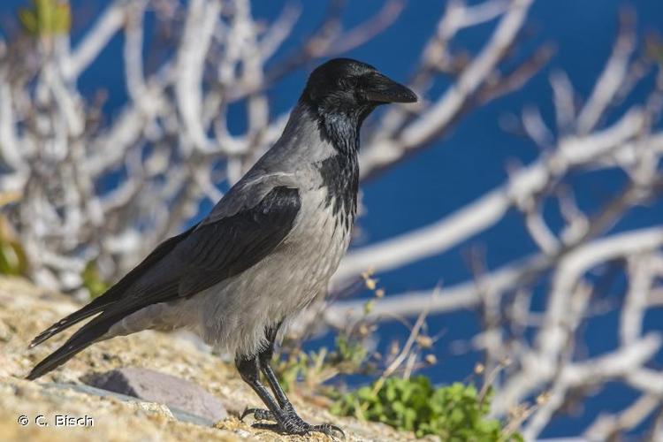 <i>Corvus corone cornix</i> Linnaeus, 1758 © C. Bisch