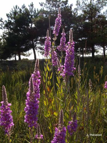 <i>Lythrum salicaria</i> L., 1753 © J. Thévenot