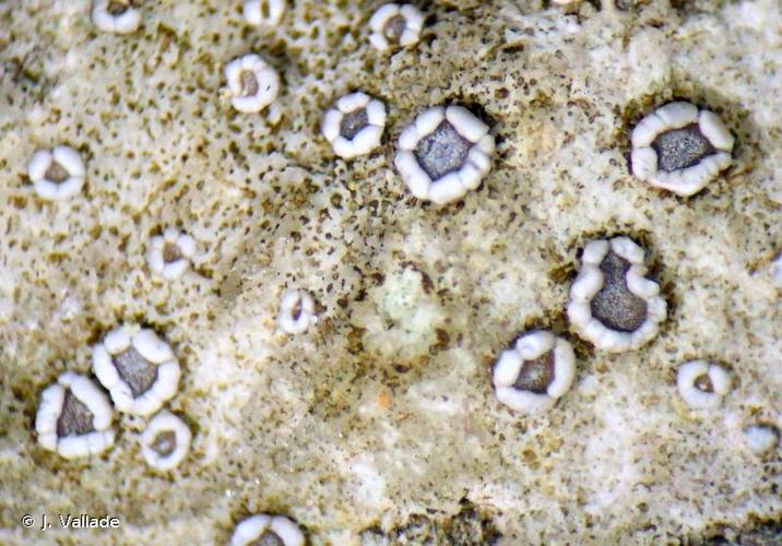 <i>Lecanora crenulata</i> Hook. © J. Vallade