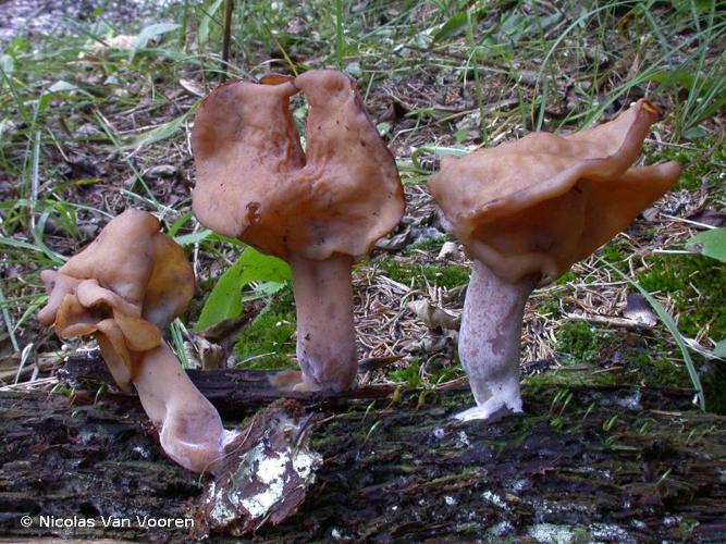 <i>Gyromitra infula</i> (Schaeff. ex Fr.) Quél., 1886 © Nicolas Van Vooren