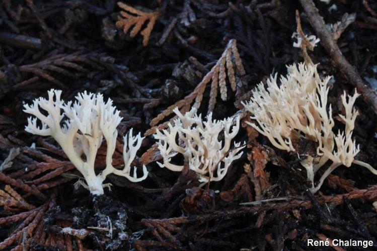 <i>Ramaria gracilis</i> (Pers. : Fr.) Quél. © R. Chalange