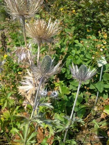 <i>Eryngium alpinum</i> L., 1753 © P. Gourdain