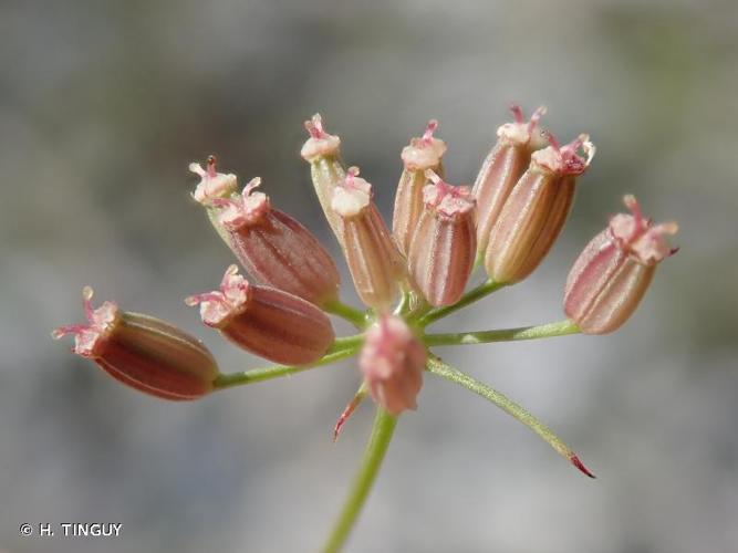 <i>Ptychotis saxifraga</i> (L.) Loret & Barrandon, 1876 © H. TINGUY