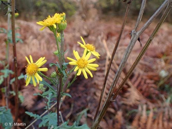 <i>Jacobaea vulgaris </i>Gaertn., 1791 subsp.<i> vulgaris</i> © 