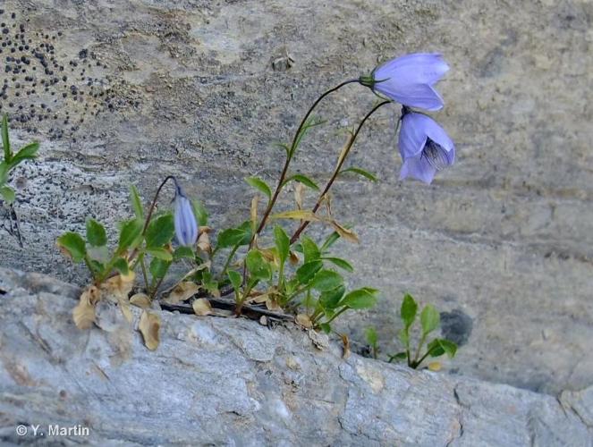 <i>Campanula cochleariifolia</i> Lam., 1785 © 