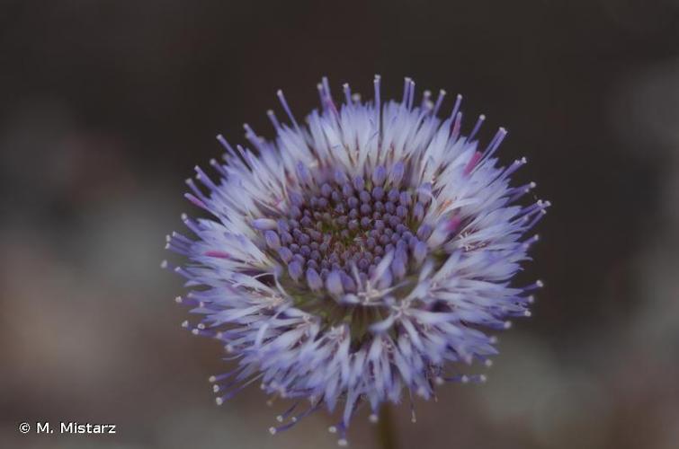 <i>Jasione montana</i> L., 1753 © M. Mistarz