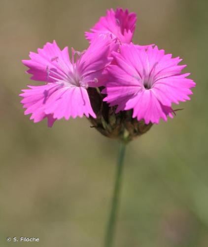 <i>Dianthus carthusianorum</i> L., 1753 © S. Filoche