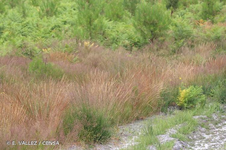 <i>Agrostis curtisii</i> Kerguélen, 1976 © E. VALLEZ / CBNSA