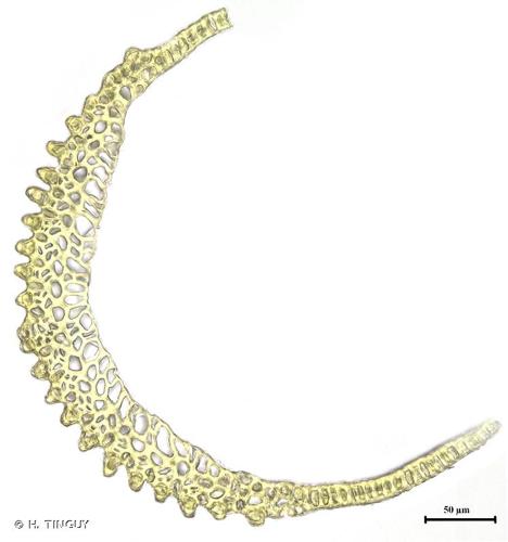 <i>Campylopus introflexus</i> (Hedw.) Brid., 1819 © H. TINGUY