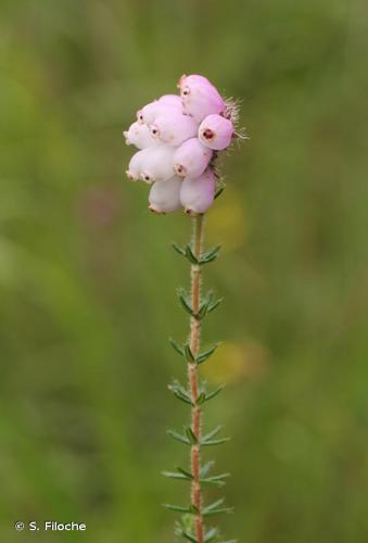 <i>Erica tetralix</i> L., 1753 © S. Filoche