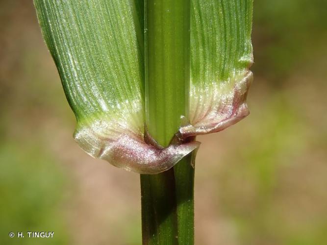 <i>Schedonorus giganteus</i> (L.) Holub, 1998 © H. TINGUY