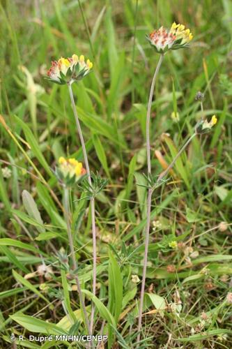 <i>Anthyllis vulneraria </i>L., 1753 subsp.<i> vulneraria</i> © R. Dupré MNHN/CBNBP