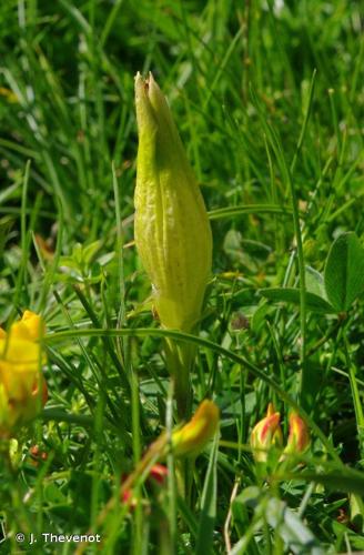 <i>Gentiana occidentalis</i> Jakow., 1899 © J. Thevenot