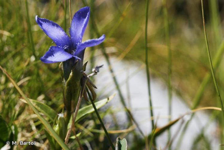 <i>Gentianopsis ciliata</i> (L.) Ma, 1951 © M. Bartoli