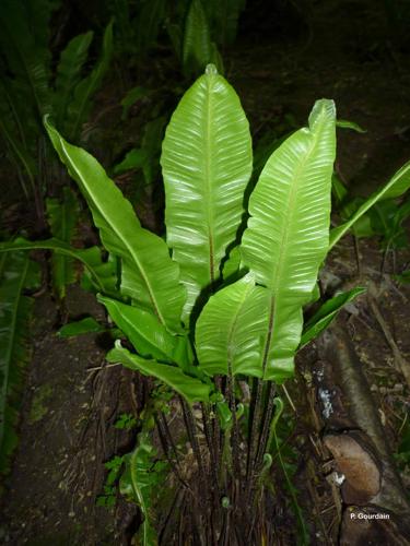 <i>Asplenium scolopendrium</i> L., 1753 © P. Gourdain