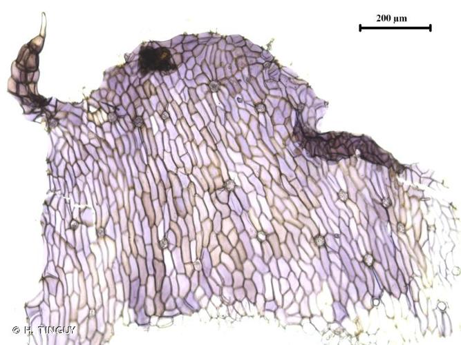 <i>Asterella lindenbergiana</i> (Corda ex Nees) Lindb.ex Arnell, 1892 © H. TINGUY