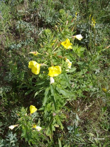 <i>Oenothera glazioviana</i> Micheli, 1875 © J. Thévenot