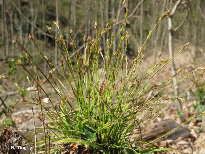 <i>Carex ornithopoda</i> Willd., 1805 © H. Tinguy