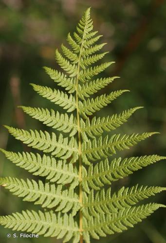 <i>Oreopteris limbosperma</i> (All.) Holub, 1969 © S. Filoche