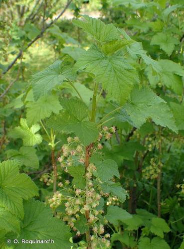 <i>Ribes nigrum</i> L., 1753 © O. Roquinarc'h