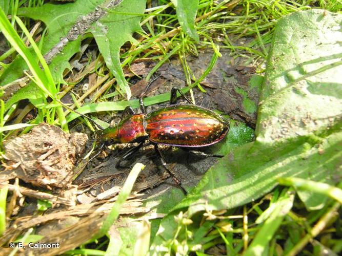 <i>Carabus rutilans</i> Dejean, 1826 © B. Calmont