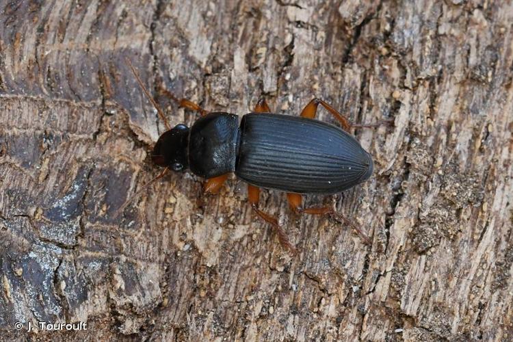 <i>Pseudoophonus rufipes</i> (De Geer, 1774) © J. Touroult