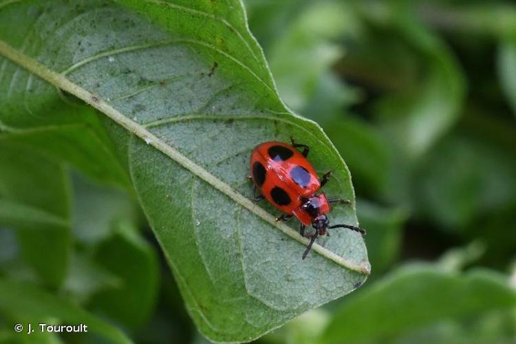 <i>Endomychus coccineus</i> (Linnaeus, 1758) © J. Touroult